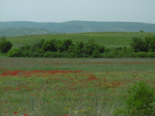 Korenbloemen in het veld